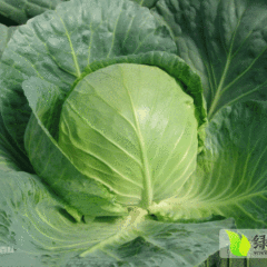唐山市玉田县精品甘蓝菜.热销中