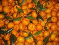 2014南丰柑橘今年价格有看点