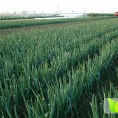 山东优质大棚保鲜铁杆大葱全面上市 品种全 价格低