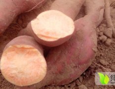 2018夏津红薯收购工作全面开展