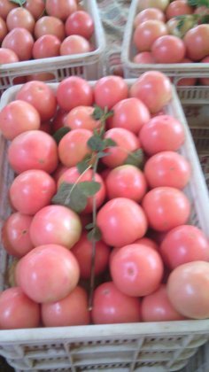 东昌府西红柿，张延博 诚信合作