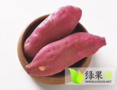 民权红薯种植面积广 质量好 淀粉高