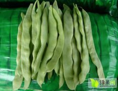 青州大量大扁芸豆 架豆王现已上市