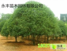 永丰苗木园林专业从事园林绿化工程 苗木生产