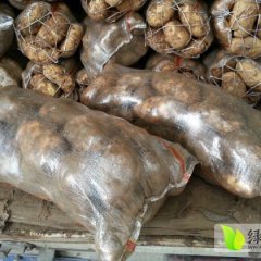 察右后旗土豆火热上市, 欢迎采购