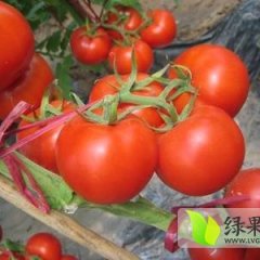 望都西红柿果实成色好 耐长途运输 货源充足