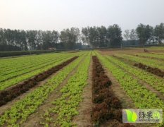 常年大量供应各类新鲜散叶生菜 纯绿色无公害