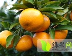 石门柑橘现在大量上市 口感爽口 价格随市
