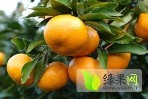 石门柑橘现在大量上市 口感爽口 价格随市