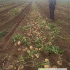 河北围场土豆已上市 欢迎前来洽谈收购