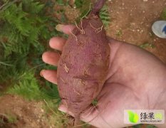 湖南紫罗兰红薯营养丰富 欢迎来考察选购