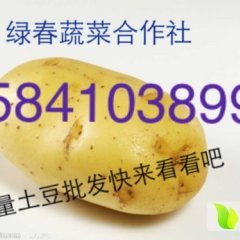 铁岭土豆常年供应 品质好 价格实惠 量大