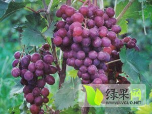 临渭红提葡萄品质优良 欢迎广大客户前来采购