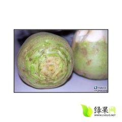 农安芥菜质量好 货源充足 价格合理