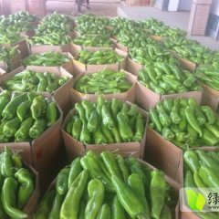 定边牛角椒抗病性强 果面光滑 亮度好