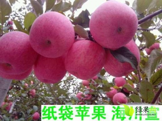 2015年山西万荣红富士价格