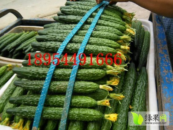 2014年山东莘县德瑞特721黄瓜价格