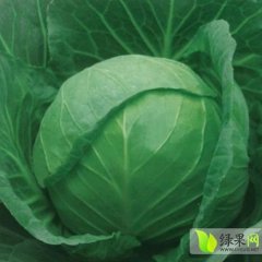 河北定州甘蓝颜色深绿 结球结实 耐运输