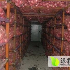 济宁金乡洋葱质量好 形状好 货量大