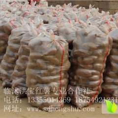 临沭红薯颜色鲜亮 形状美观 欢迎前来考察