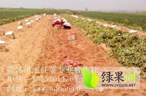 山东临沭洪宝红薯基地大量上市 质量上乘