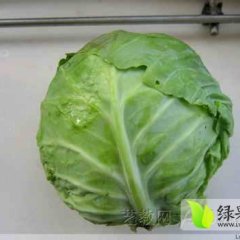 昌黎甘蓝营养价值丰富 价格好谈 鲜食爽口
