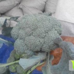 五莲西兰花聚焦市场,东尧相洪明诚信合作