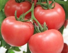 高产抗病粉果西红柿种子—宝丰一号