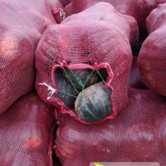 神池贺职周凤明9月黑皮南瓜