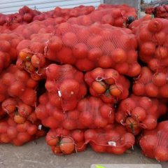 神池南瓜营养丰富,贺职周凤明诚信合作