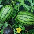 内蒙古花皮西瓜瓤口红润 口感沙甜 量大从优