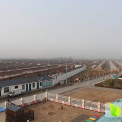 金凤欧盾西红柿外形美观 色泽好 大小均匀