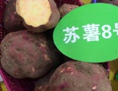 枣阳红薯产量高大 淀粉含量高 欢迎来收购