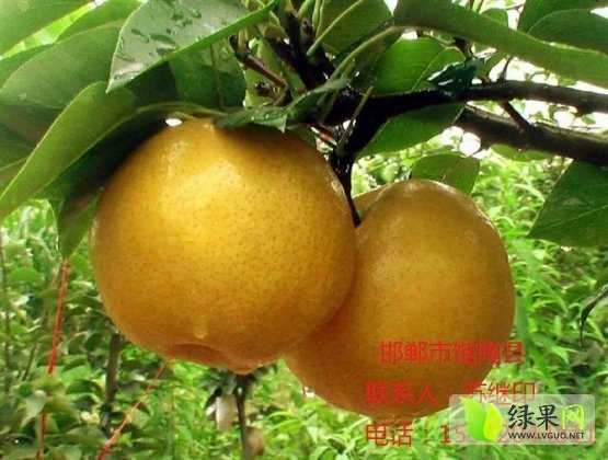 2014年河北馆陶晚秋黄梨价格