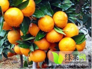 2014年湖南澧县南丰蜜桔价格