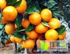 澧县柑橘品味纯正 价格低廉 欢迎洽谈订购