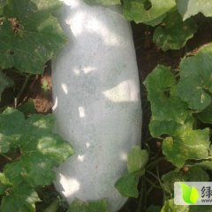 大量收购体形长条 均匀圆润的优质冬瓜