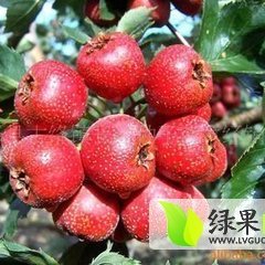 费县大金星山楂数量大 质量好 包装齐全