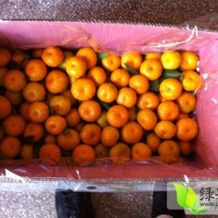 兴安沙糖桔10月底即将上市 供货量大