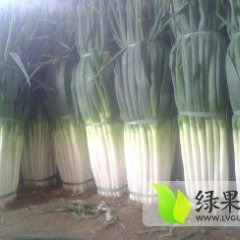 平度大葱价格适宜 供货量大 保质保量