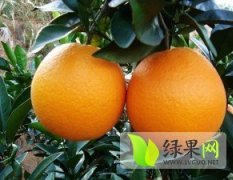 赣南脐橙开始大量预定 价格1.65元/斤左右