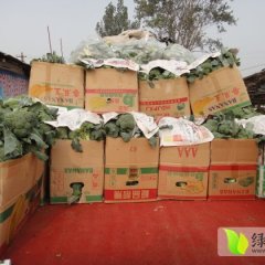 河南西兰花品质优良 绿色无污染产品