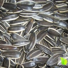 敖汉旗葵花长势旺盛,赤峰刘先生诚信合作