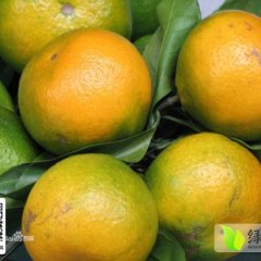 石门早熟蜜桔已上市 欢迎询价、定购