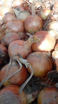 甘肃朱王堡镇黄皮洋葱早买早赚