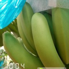 广西香蕉大量上市 量大质优 口感甜润