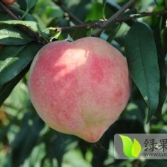 蒲城中华寿桃蜜桃果面鲜红 外观艳丽