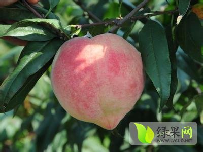 2014年陕西蒲城中华寿桃价格