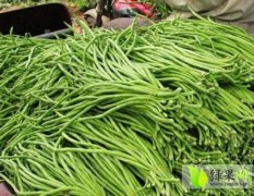 柳州有三百亩长豆角现已上市 欢迎采购