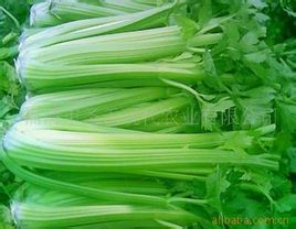 甘肃永昌美国西芹芹菜火爆招商中